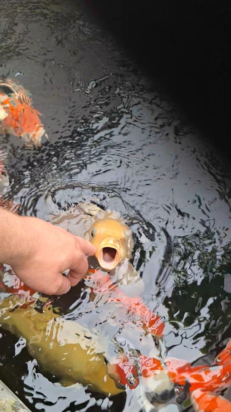koi  hele leuke, maar ook hele tamme ginrin chagoi tammaker, Karper of Koi