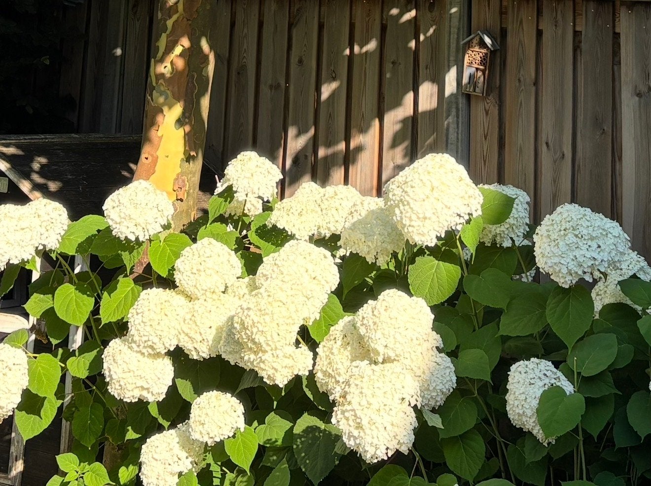 10x 'Annabelle' hortensia's - SNEL OP TE HALEN (m2405973792)  Planten |  Tuinplanten  Marktplaats