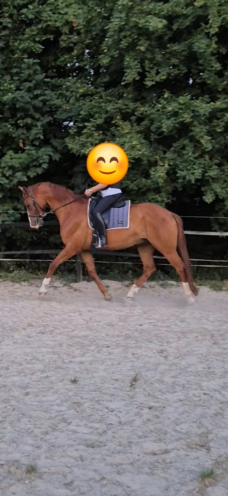 7 jr vos ruin te koop, Ruin, Dressuurpaard, 170 tot 175 cm, 7 tot 10 jaar