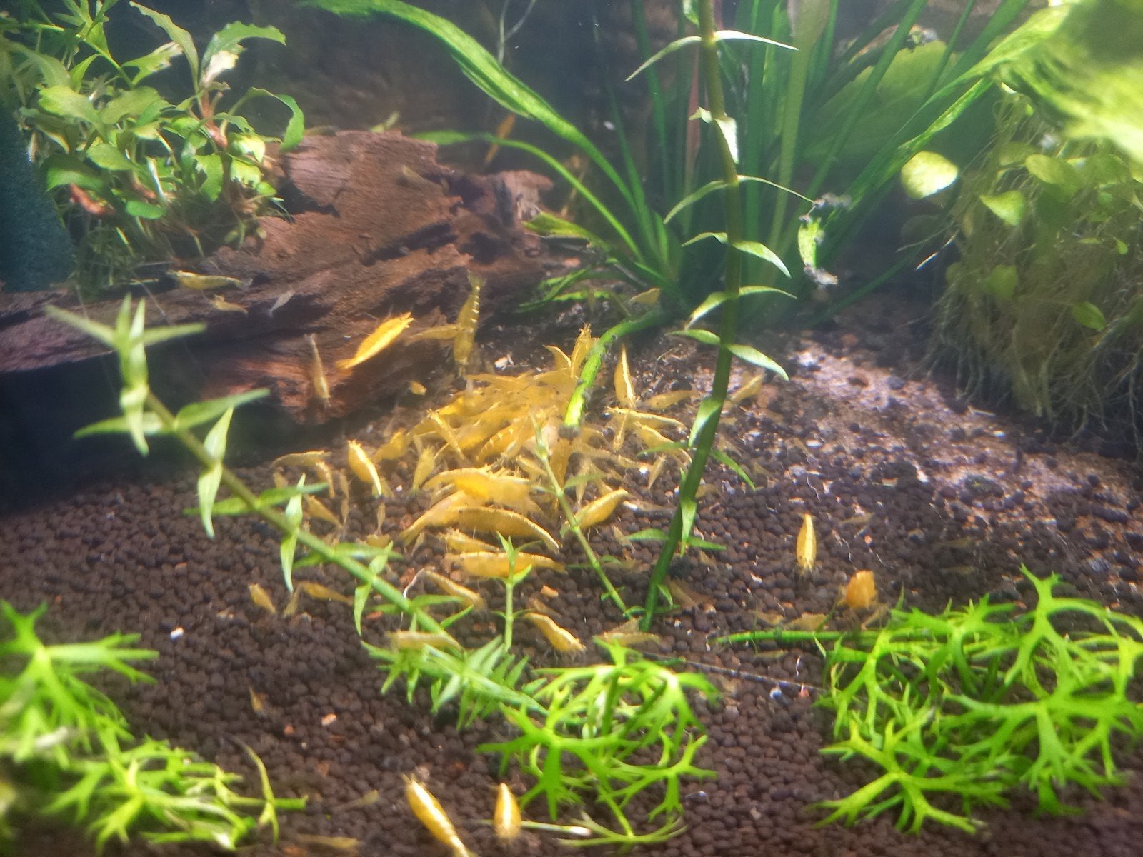 Gele neocaridina garnalen, Dieren en Toebehoren, Vissen | Aquariumvissen, Kreeft, Krab of Garnaal