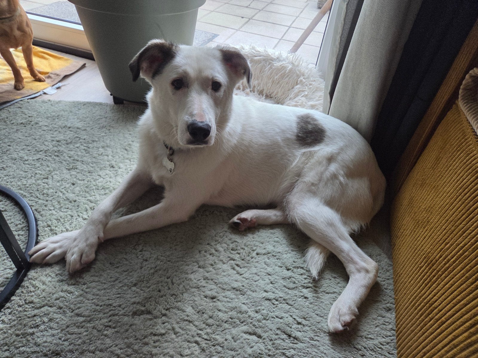 Lieve Boemer wacht nog steeds op zijn adoptiegezin!, Particulier, Reu, 1 tot 2 jaar, Buitenland