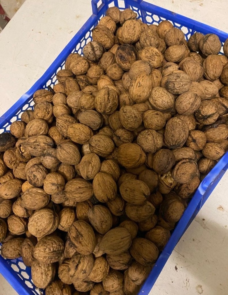 15 kilo verse walnoten, Ophalen of Verzenden