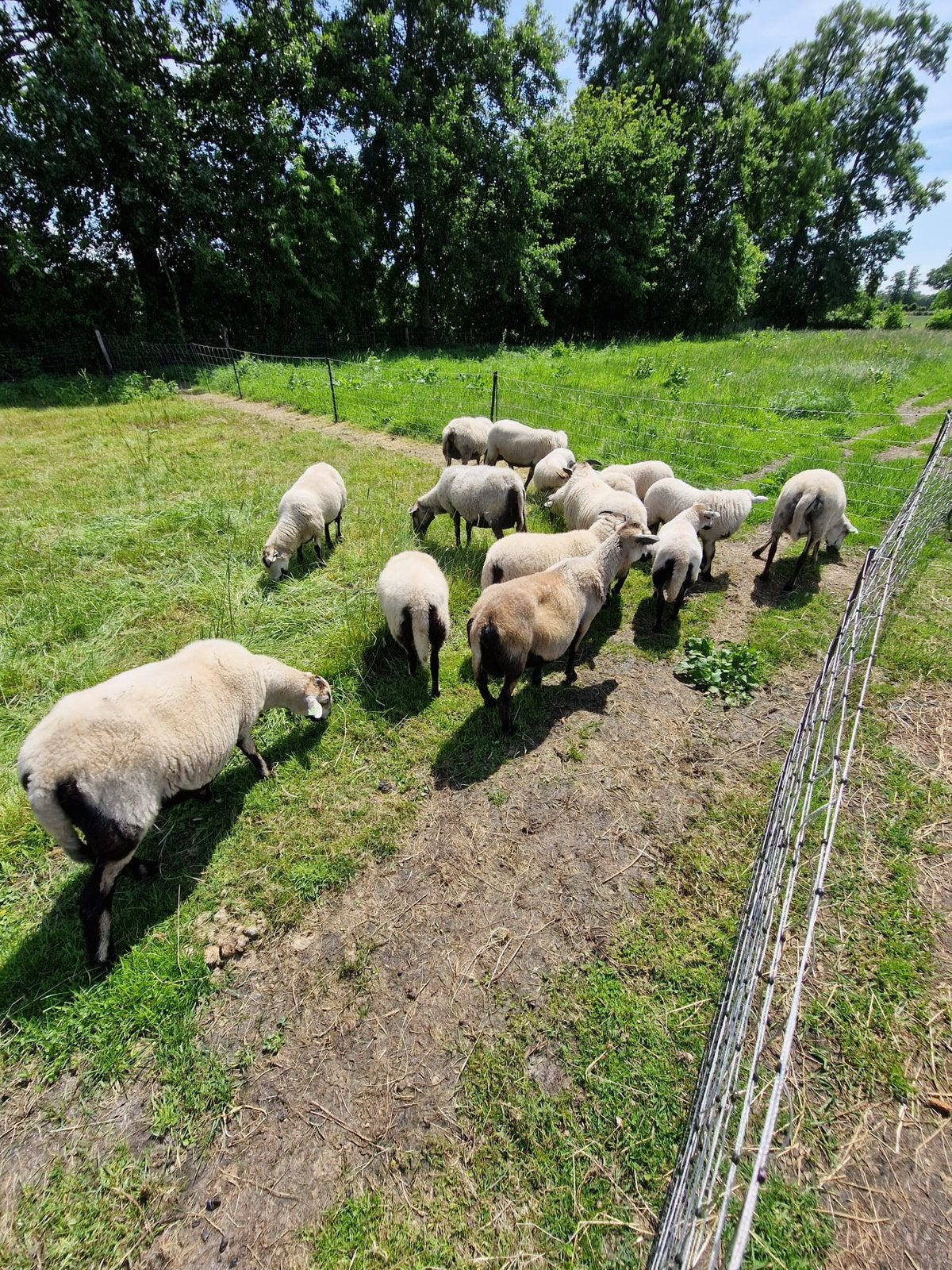 Badgerface welshmountain rammen, Mannelijk, Schaap