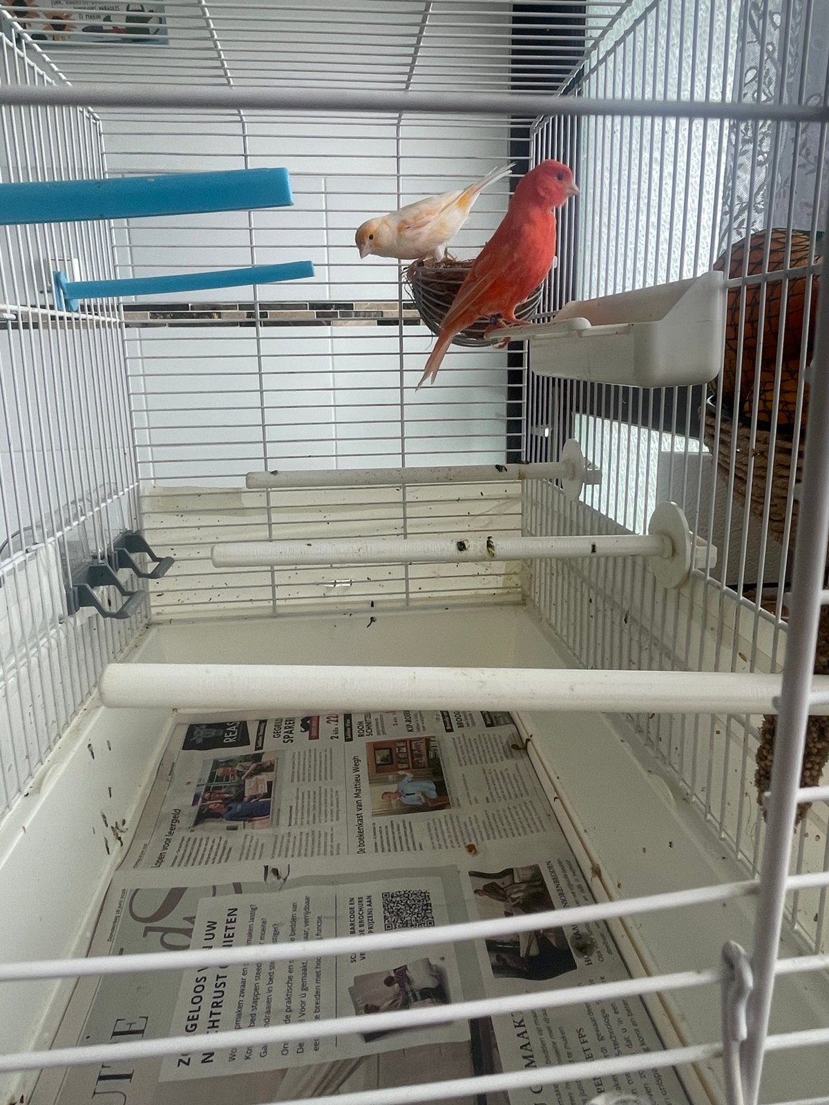 Te koop Kopel kanaries, Meerdere dieren, Kleurkanarie