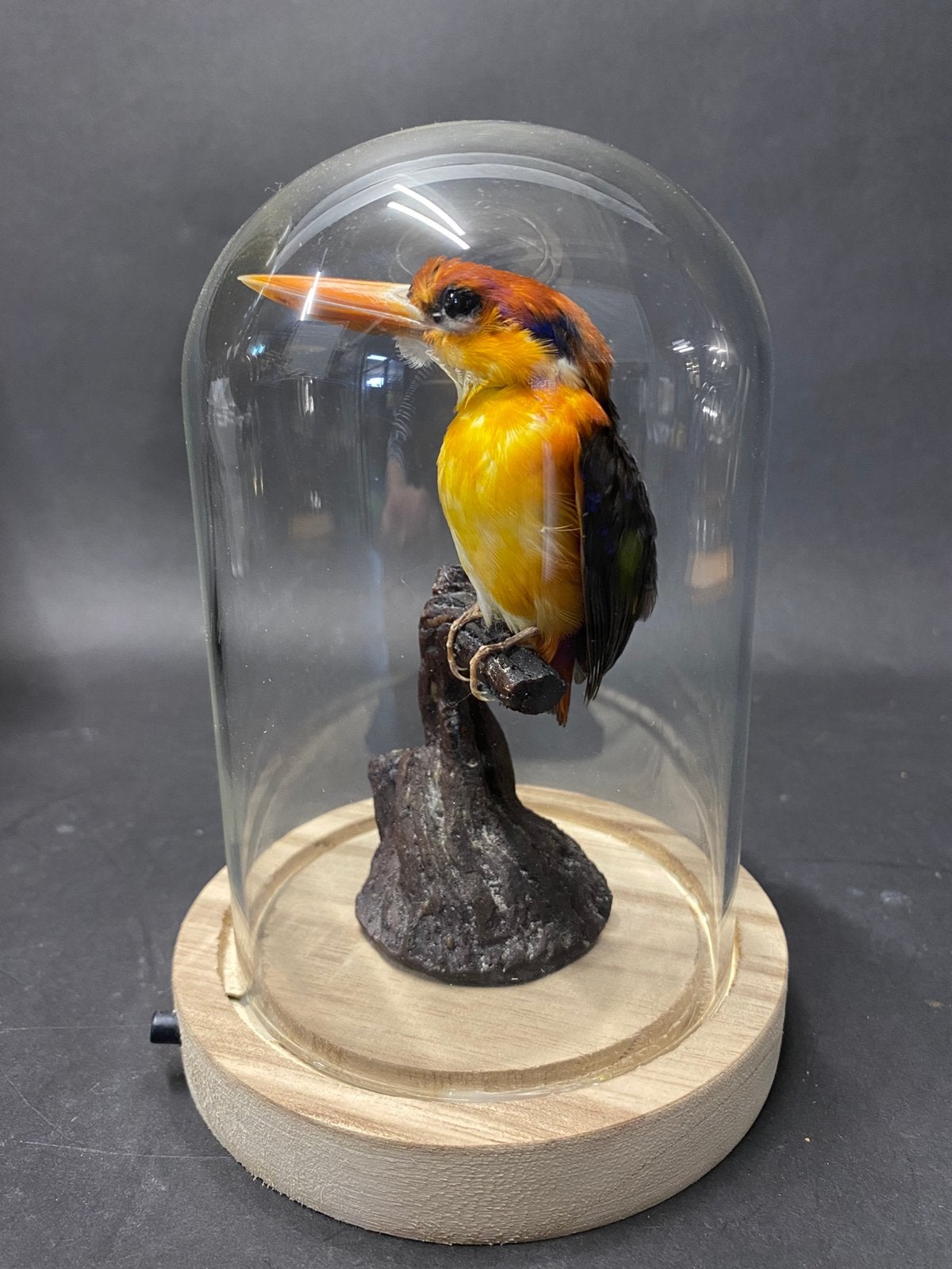 Taxiderma / Dwerg ijsvogel  stolp, Verzamelen, Dierenverzamelingen, Ophalen of Verzenden, Gebruikt, Vogel, Opgezet dier