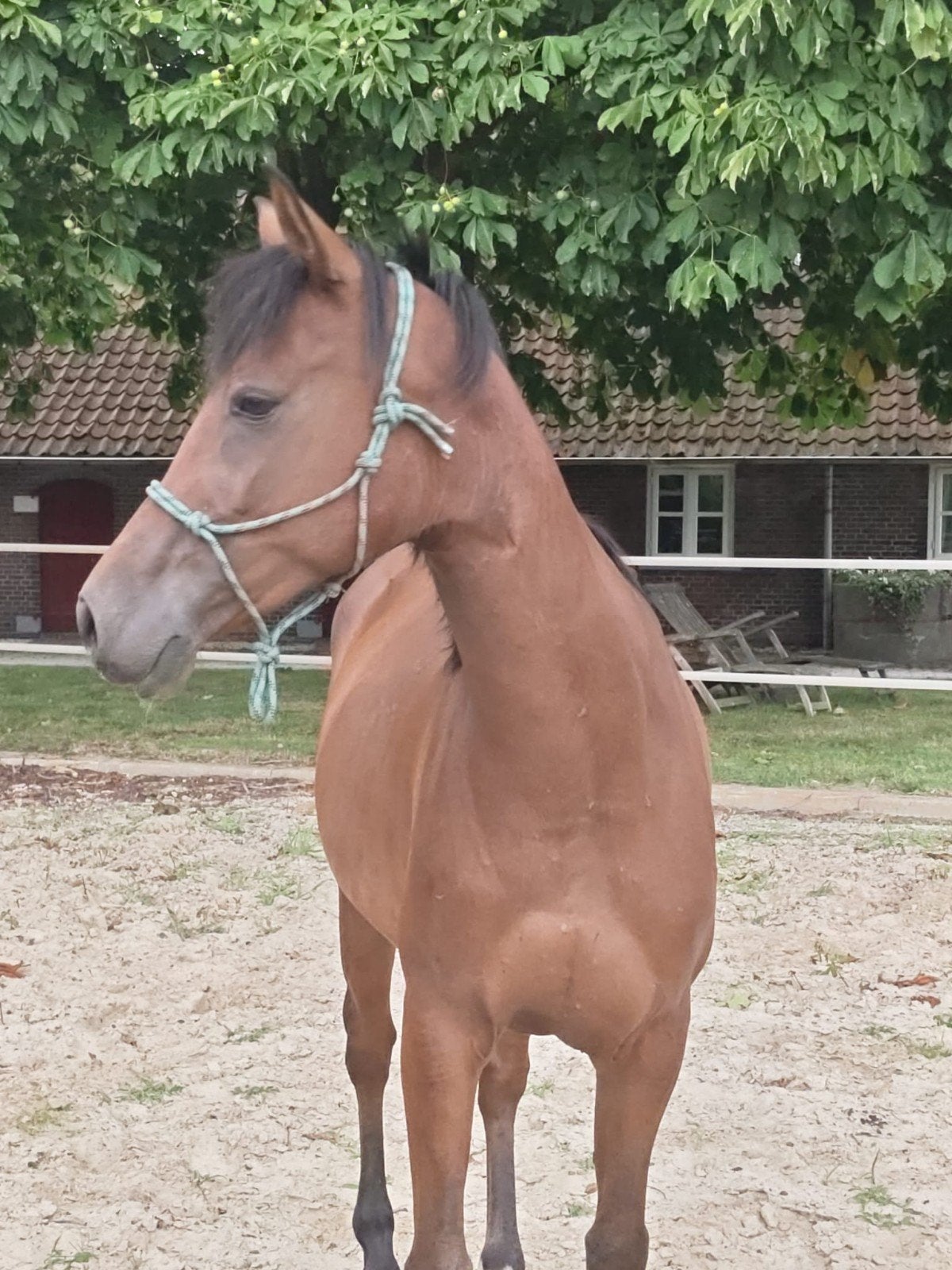 Leuke en goede pony's