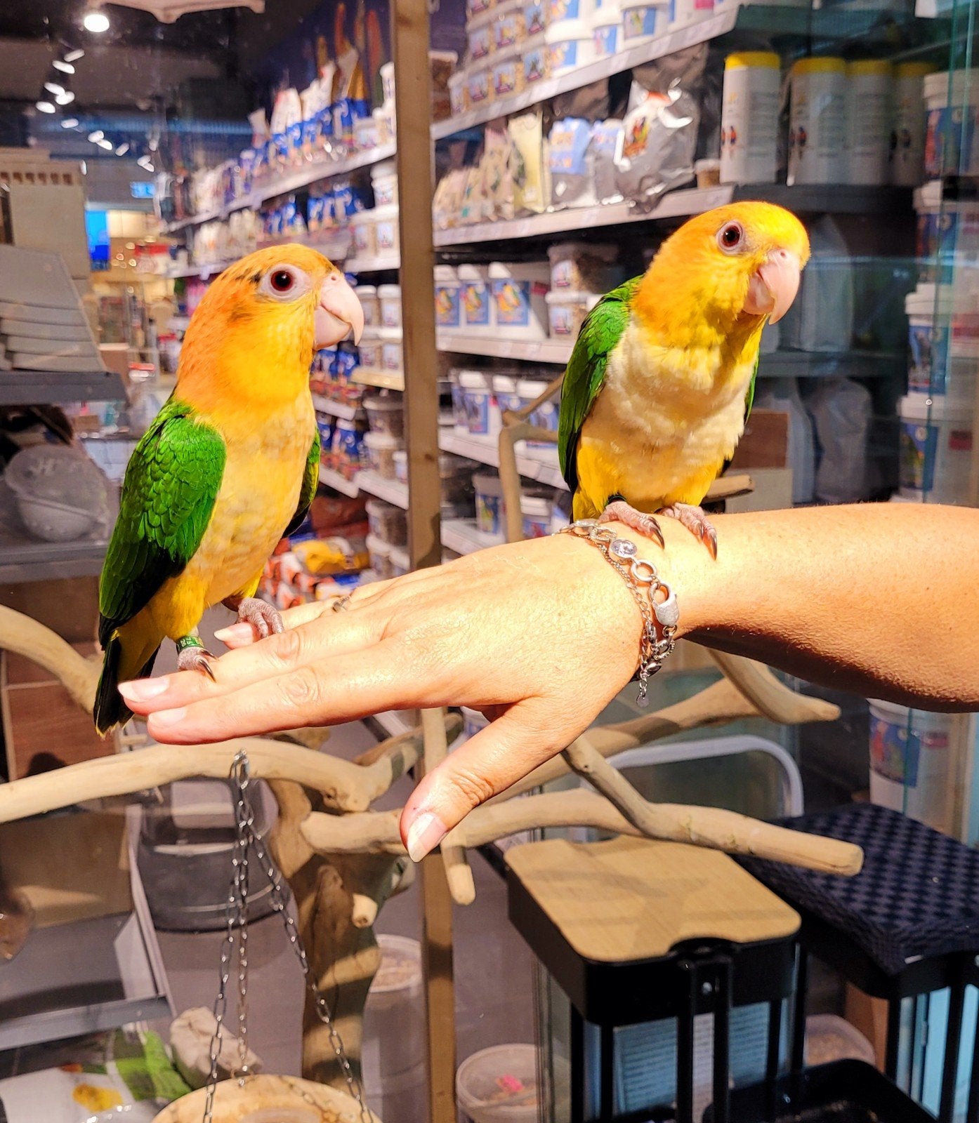 Roestkopcaiques super lief en super tam., Meerdere dieren, Papegaai, Tam