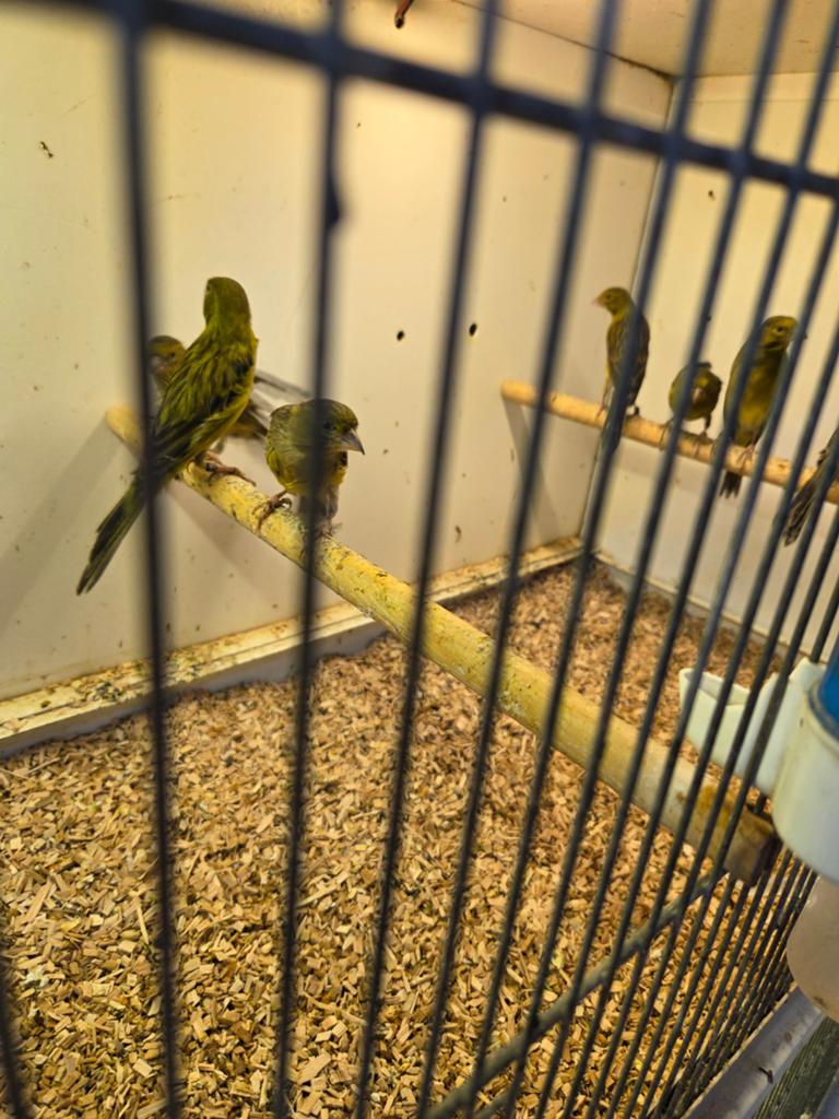 Larget kanaries, Dieren en Toebehoren, Vogels | Kanaries, Meerdere dieren, Kleurkanarie