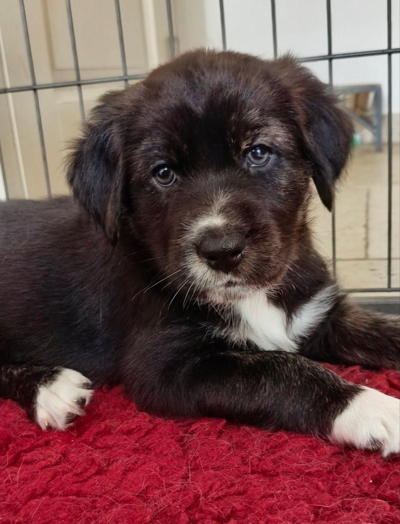 Pups Australian Shepherd x Golden retriever, Parvo, Overige rassen, 8 tot 15 weken, Teef