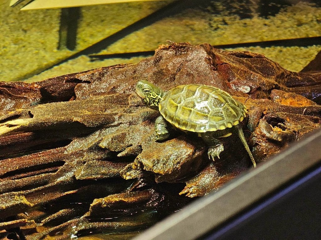 Chinese driekiel schildpad, Dieren en Toebehoren, Reptielen en Amfibieën, Schildpad, 0 tot 2 jaar