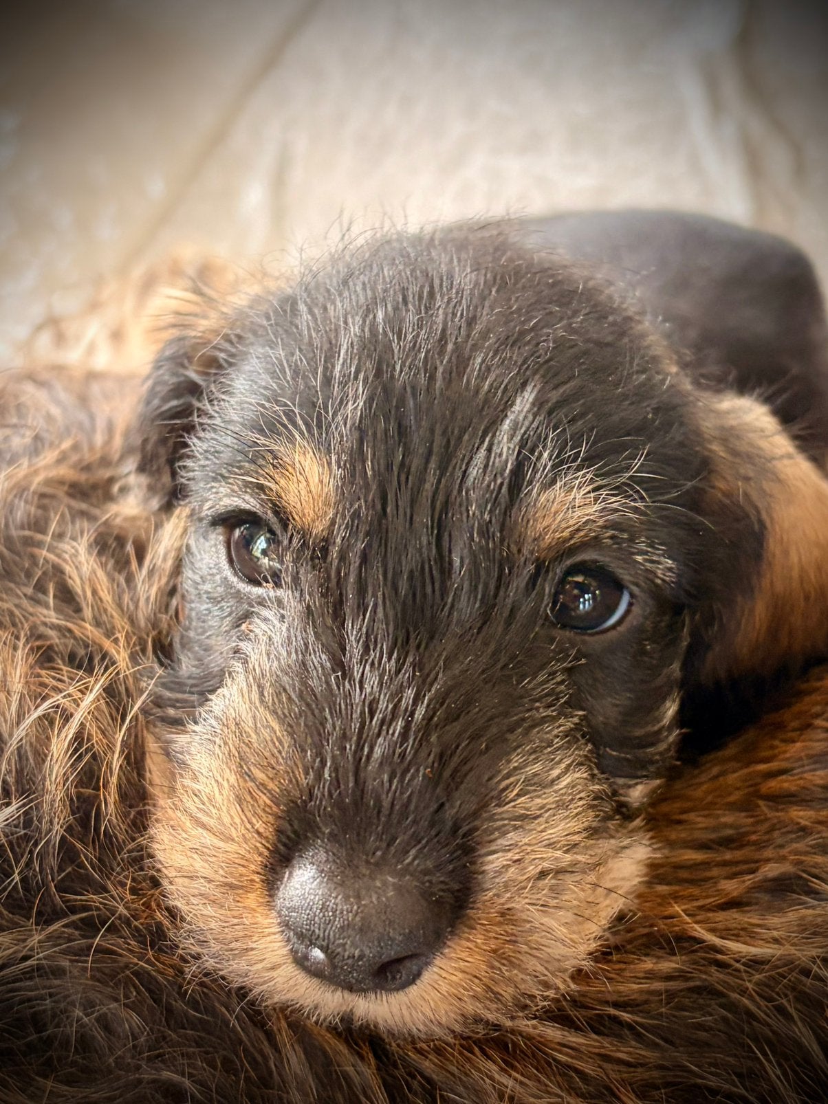 Ruwharige teckelpups dwerg x kaninchen zoeken warme mandje, Dieren en Toebehoren, 8 tot 15 weken, Dwerg, CDV (hondenziekte), Meerdere