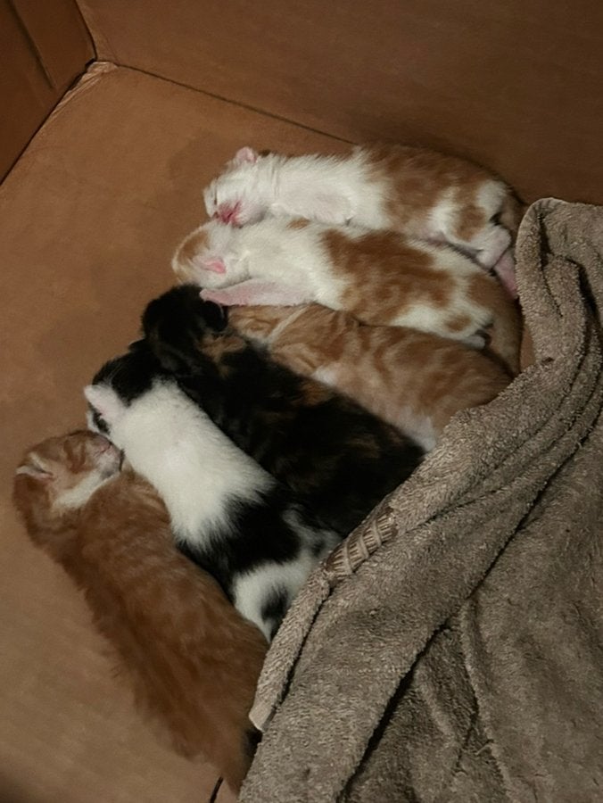 Kittens zoeken 5️ huisje!, Meerdere dieren