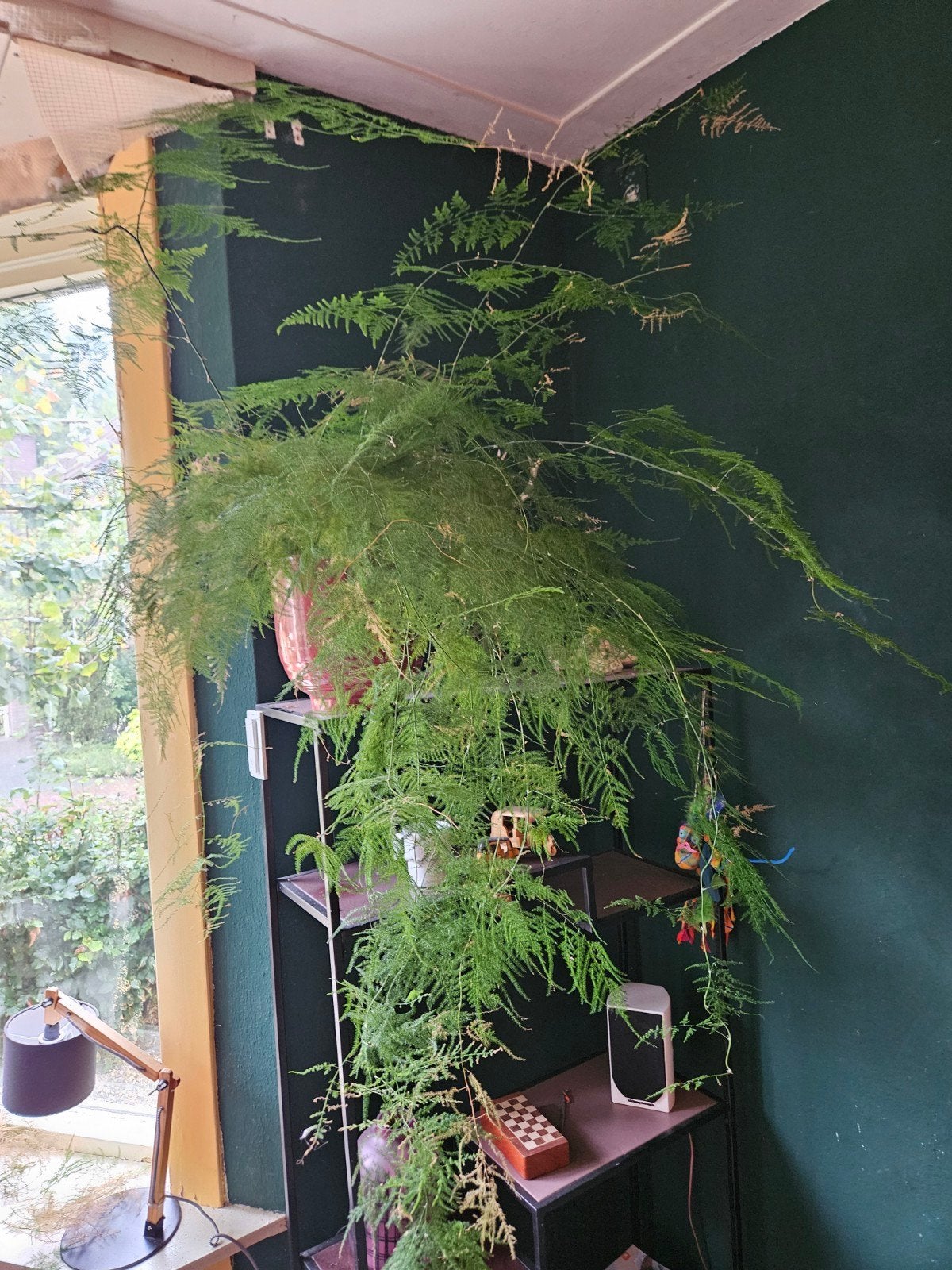 Grote en weelderige Asparagus varen in pot, Ophalen, Overige soorten, Halfschaduw, In pot