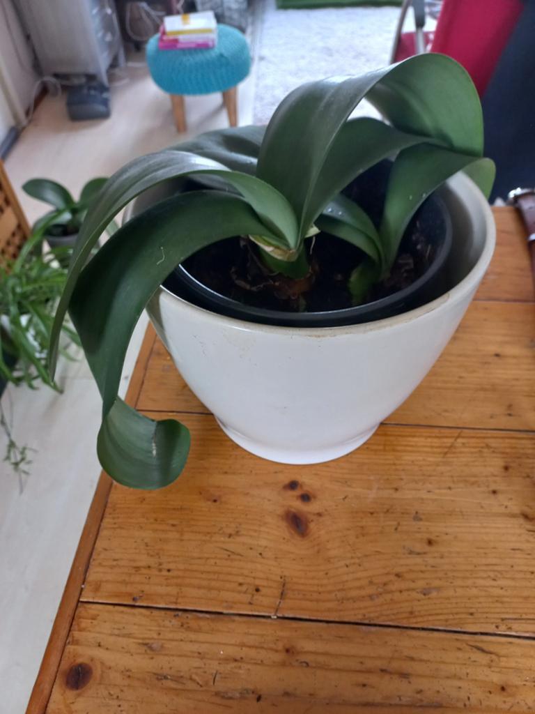 Poederkwast kamerplant met pot, Ophalen, Overige soorten, Halfschaduw, In pot