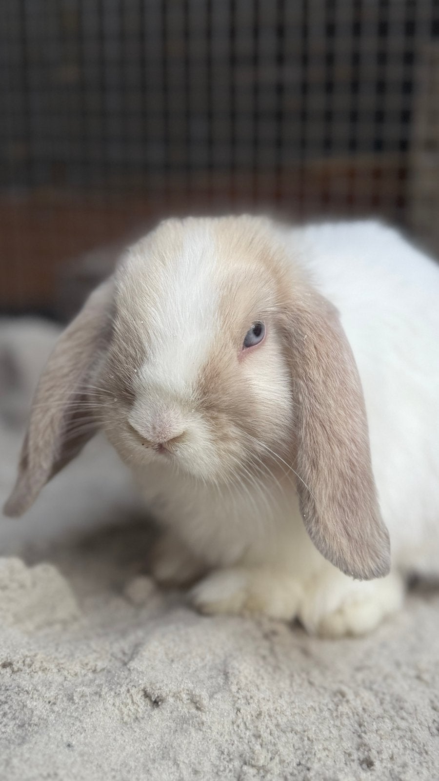 Knappe minilop (siam blauwe ogen) voedster “pippa”te koop., Vrouwelijk, Dwerg, Hangoor, 0 tot 2 jaar