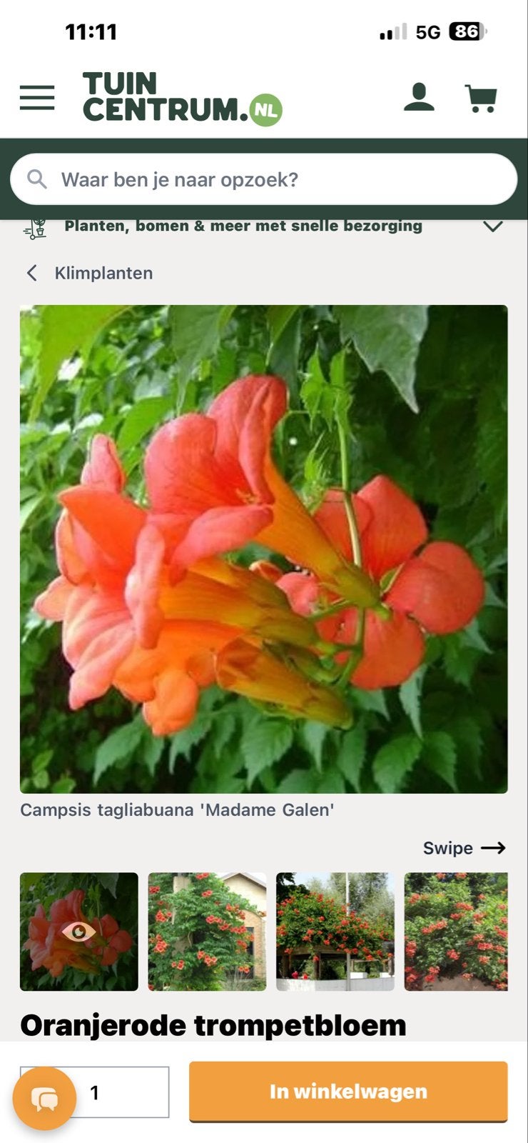 Stek van de Trompetbloem (Campsis tagliabuana 'Madame Galen', Tuin en Terras, Volle zon, Vaste plant, Ophalen of Verzenden, Klimplanten