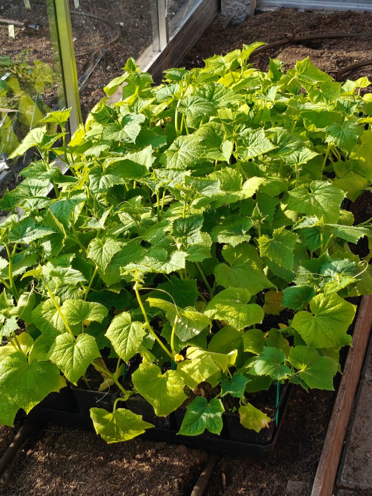 Komkommer planten, Ophalen, Eenjarig, Groenteplanten