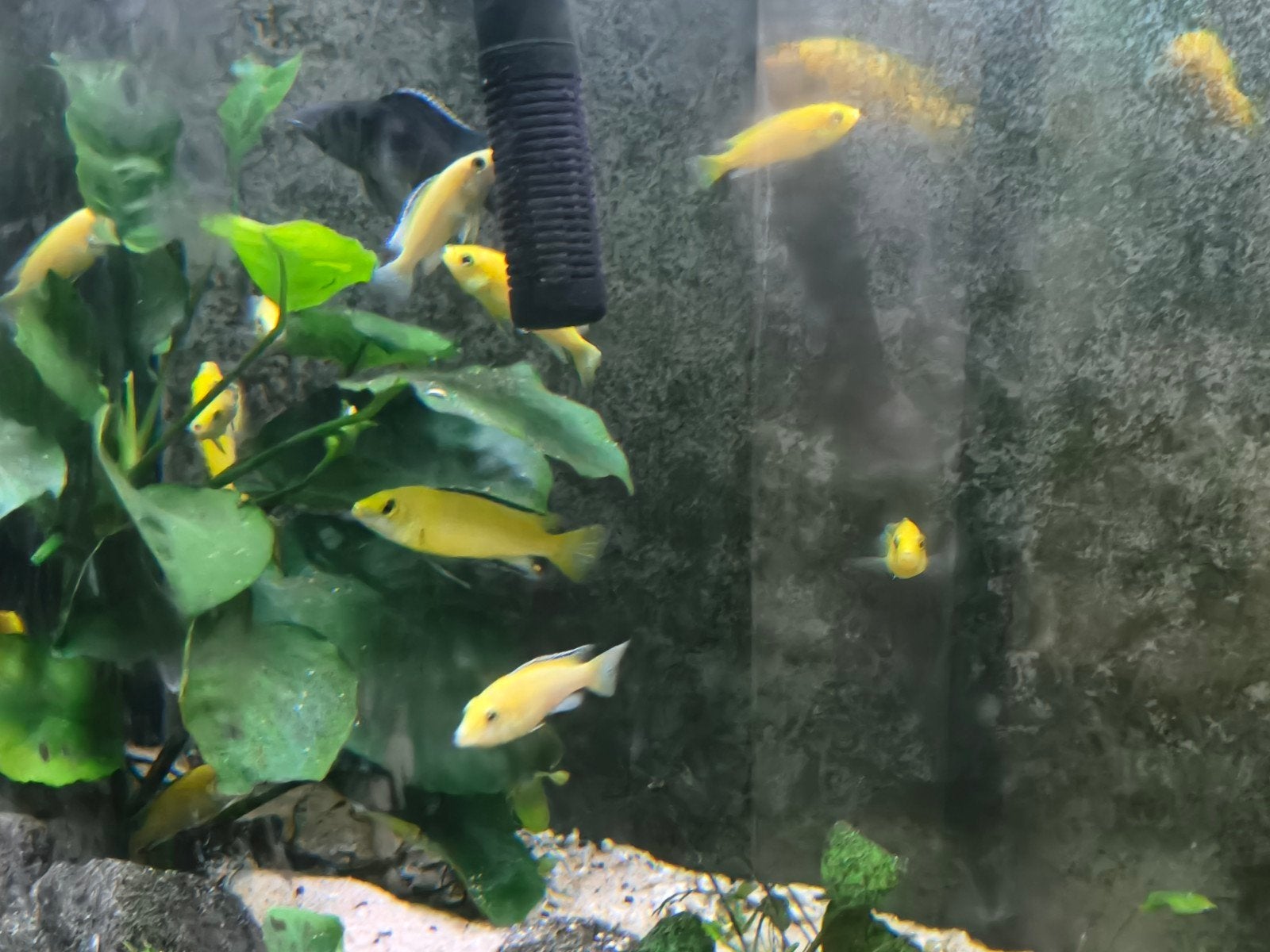 Malawi cichliden, Dieren en Toebehoren, Vis