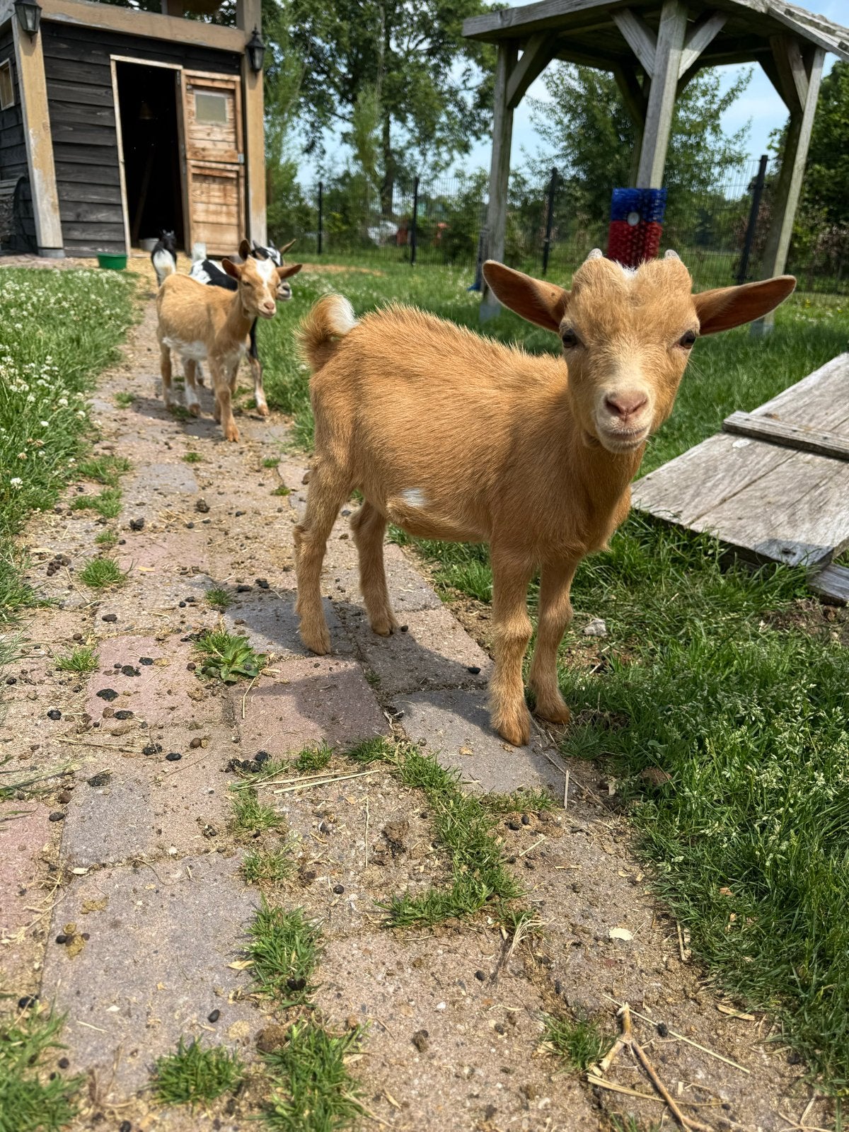 Leuk camel kleurig dwerggeit bokje, Mannelijk, Geit, 0 tot 2 jaar