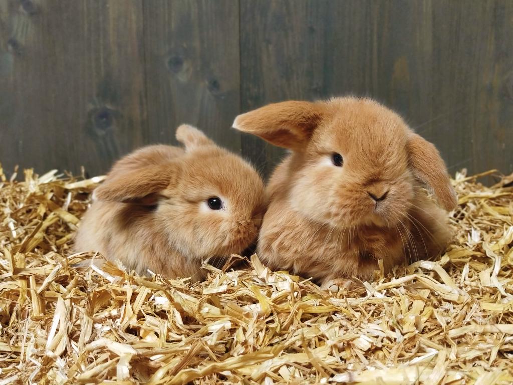 Mooie NHD/Minilop dwerg hangoor konijntjes, Dieren en Toebehoren, Meerdere dieren, Dwerg, Hangoor, 0 tot 2 jaar