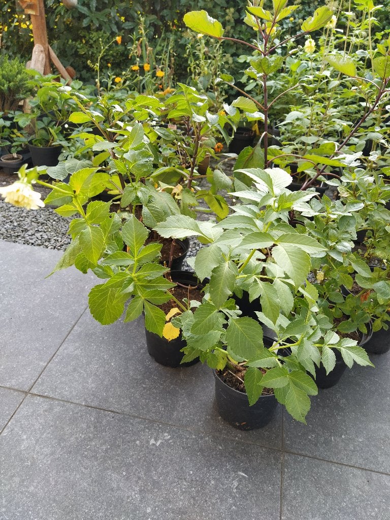 Te koop: dahlia, Ophalen, Vaste plant, Overige soorten, Volle zon