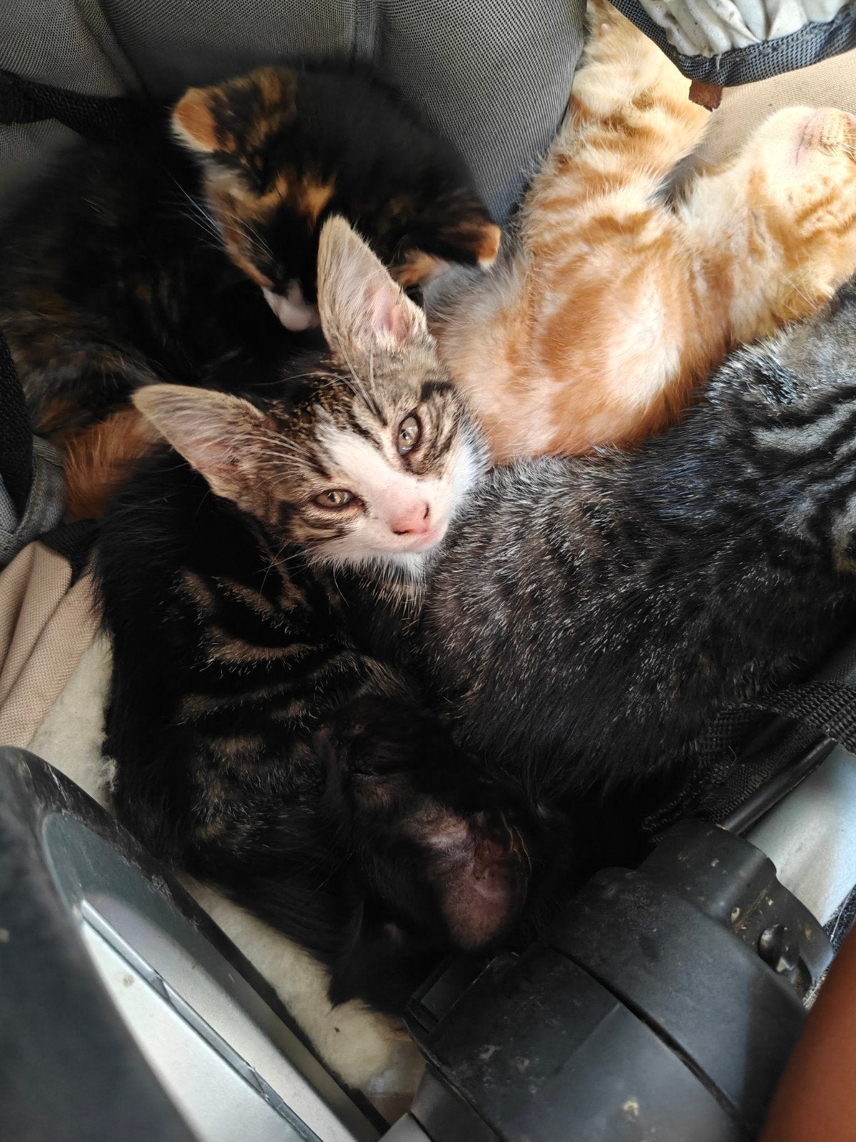 Kittens (11 weken), Dieren en Toebehoren, Poes