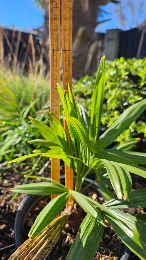 Kleine palmboom voor uw tuin  Aanbieding 9.90, Overige soorten, Volle zon, Vaste plant, Ophalen of Verzenden