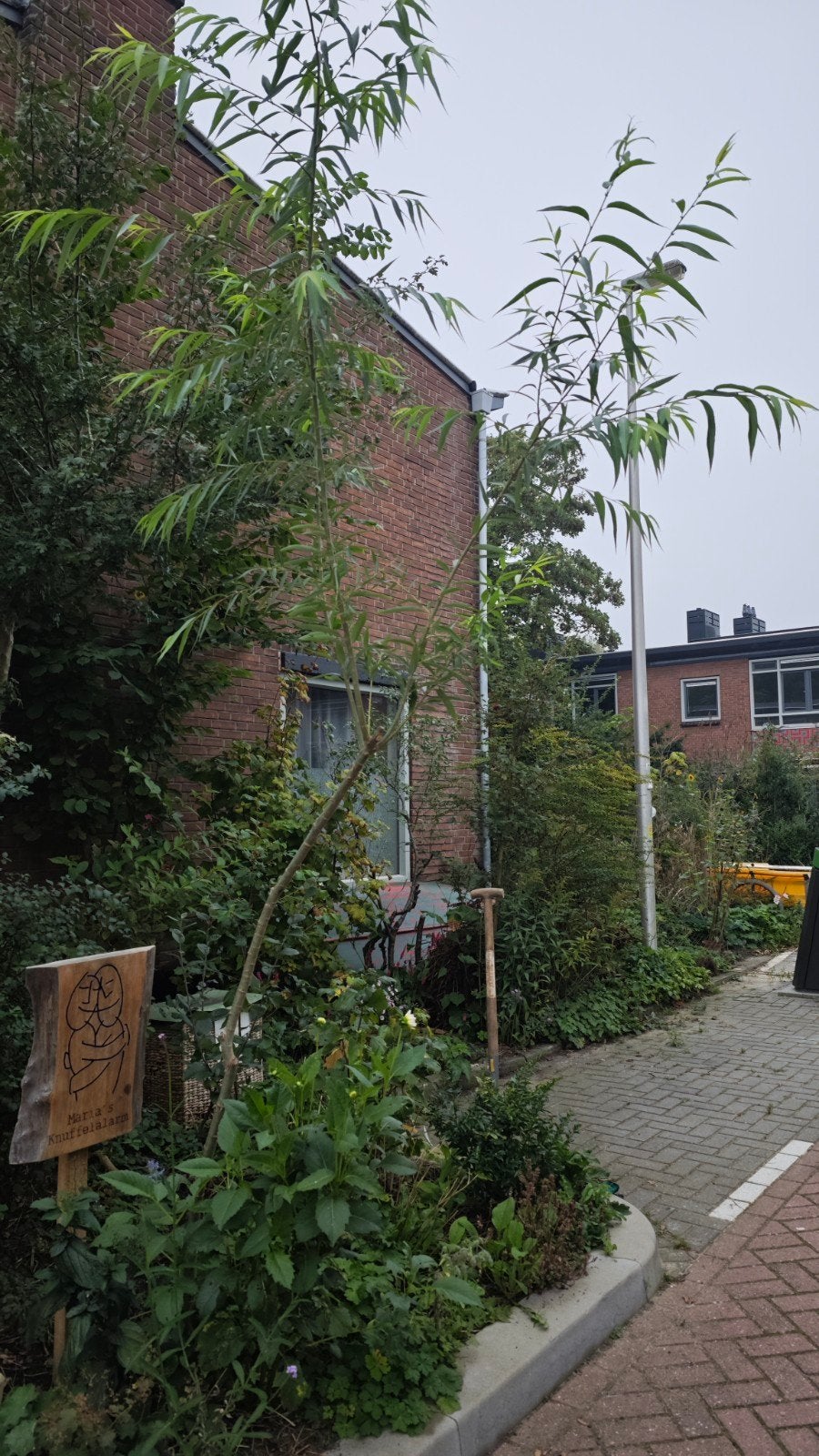 wilg (kat of amandel), Ophalen, Volle zon, Overige soorten