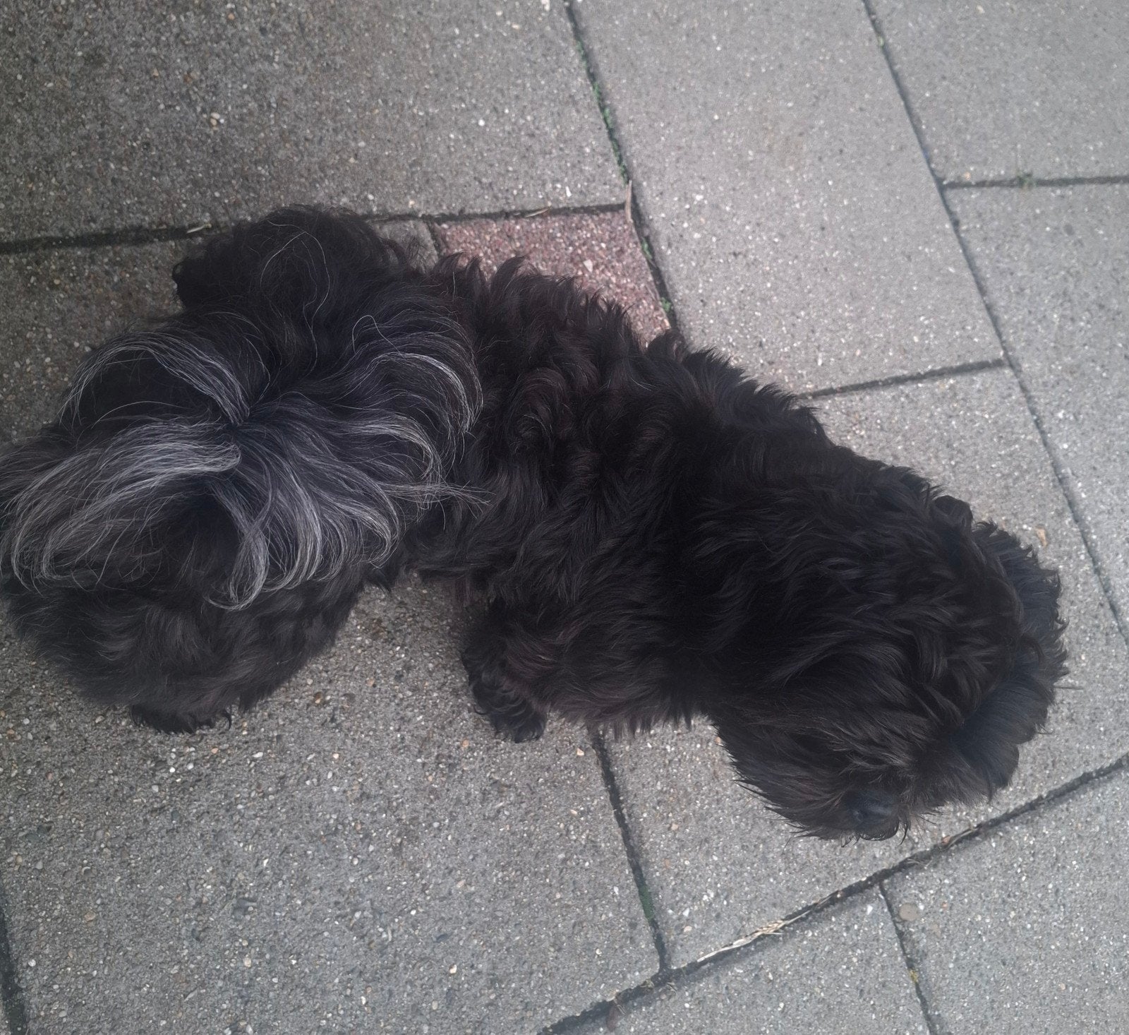 Mooie Dekreu Shih Tzu, Reu, 1 tot 2 jaar, Eén hond, CDV (hondenziekte)