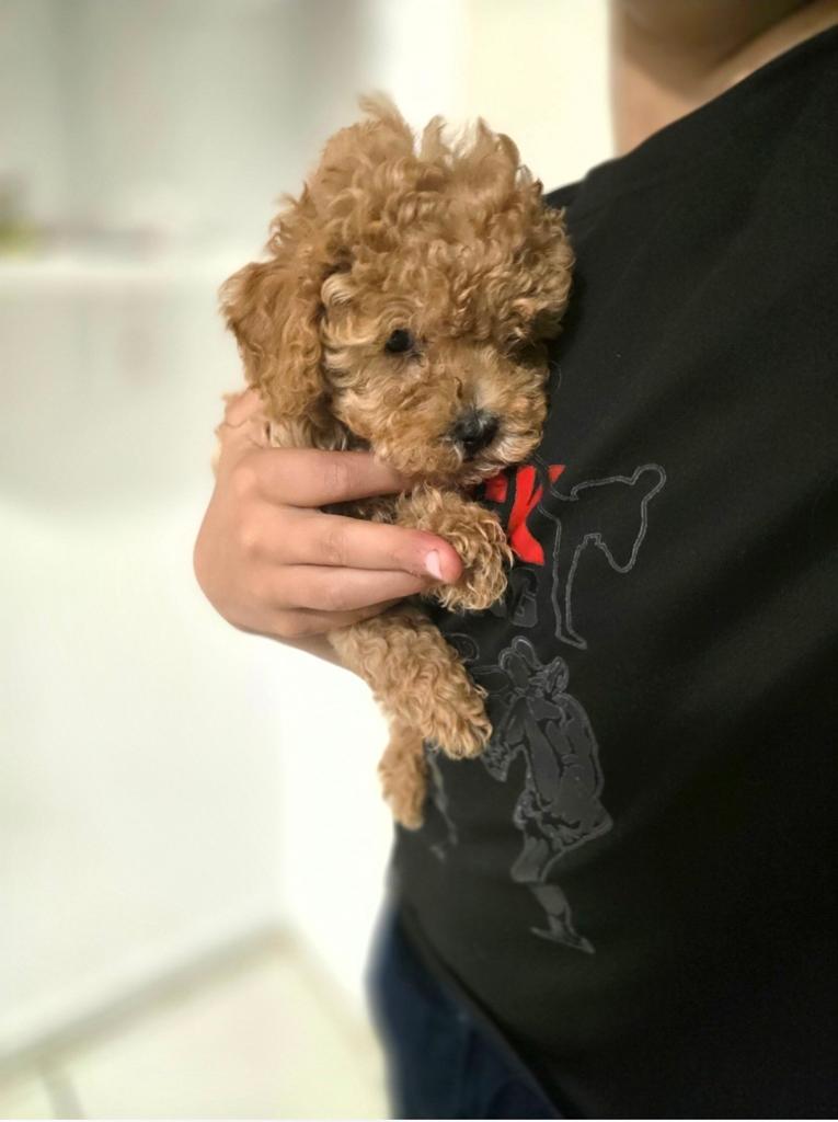 Prachtige toypoedel toy poedel pups, Poedel, Parvo, Reu, 8 tot 15 weken