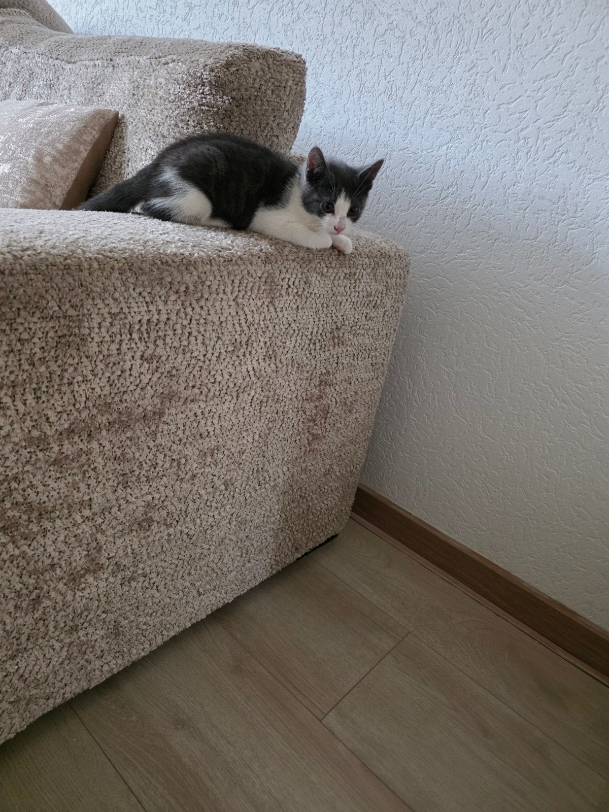 Twee kittens van 12 weken oud (een kater en een poes) te koo, Dieren en Toebehoren, Katten en Kittens | Raskatten | Korthaar, Meerdere dieren