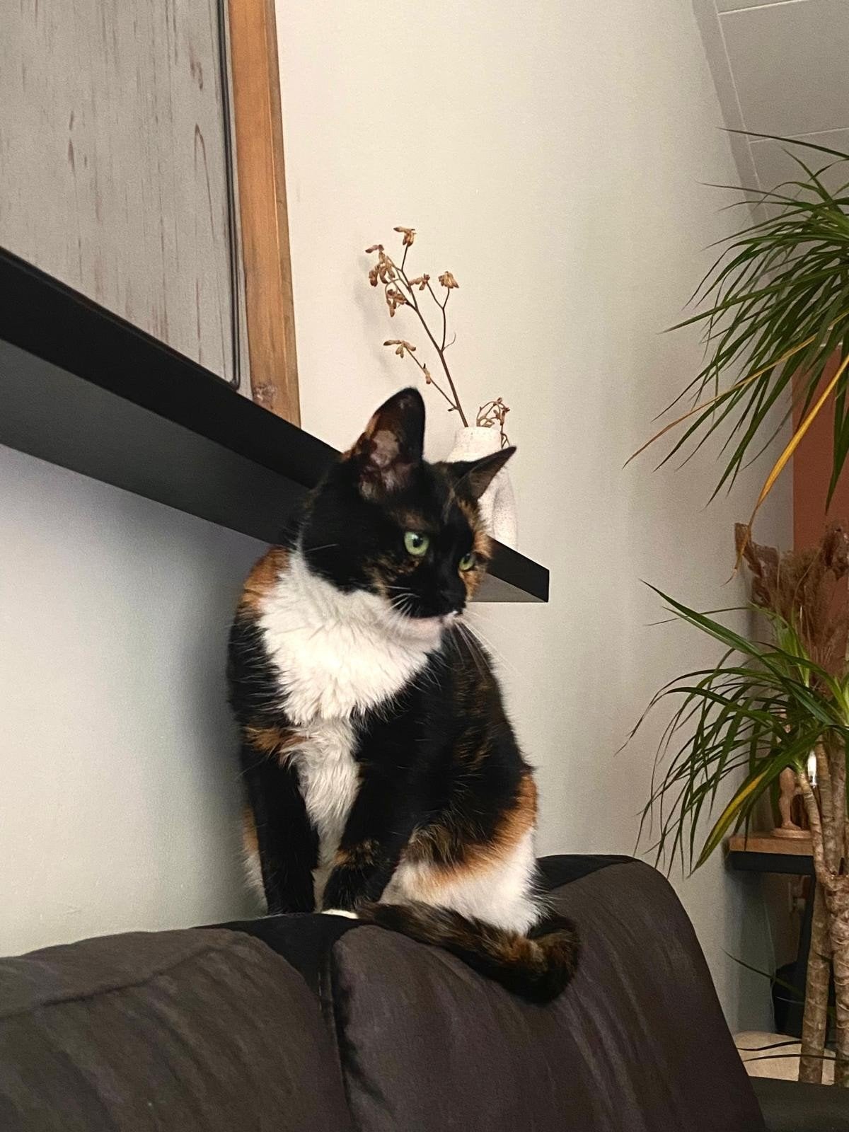 Lieve schildpad poes zoekt nieuw thuis, Poes, Kortharig, 6 jaar of ouder