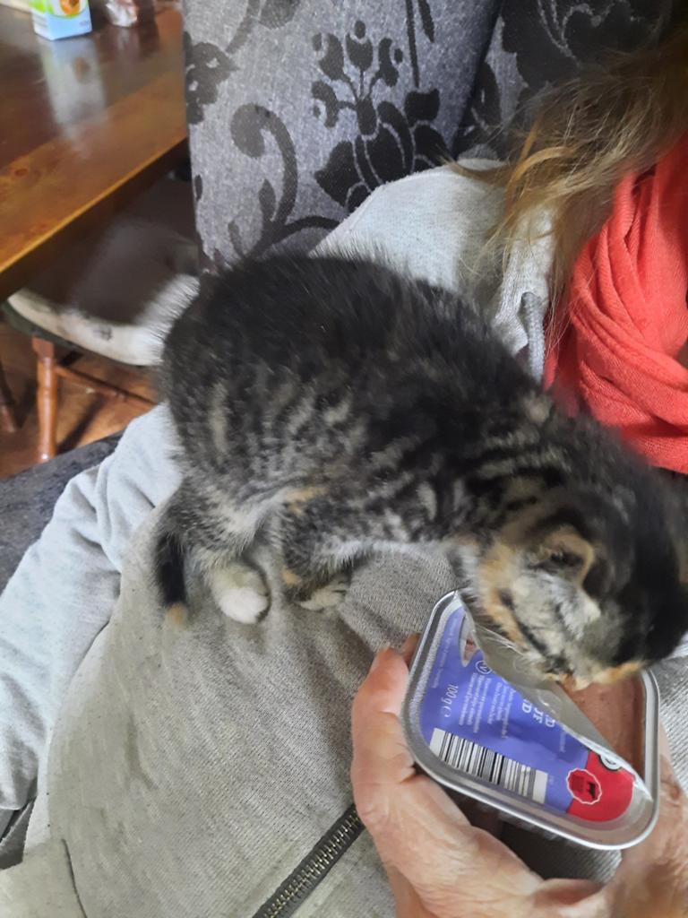 Boerderijkitten 3kleurig vrouwtje zoekt huisje. Per direct, Dieren en Toebehoren, Poes