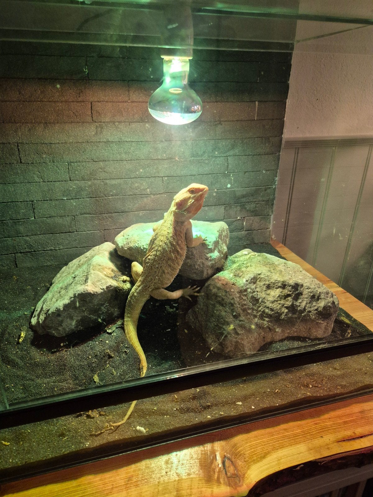 Baardagaam red  leatherback, Hagedis, Met terrarium, 0 tot 2 jaar