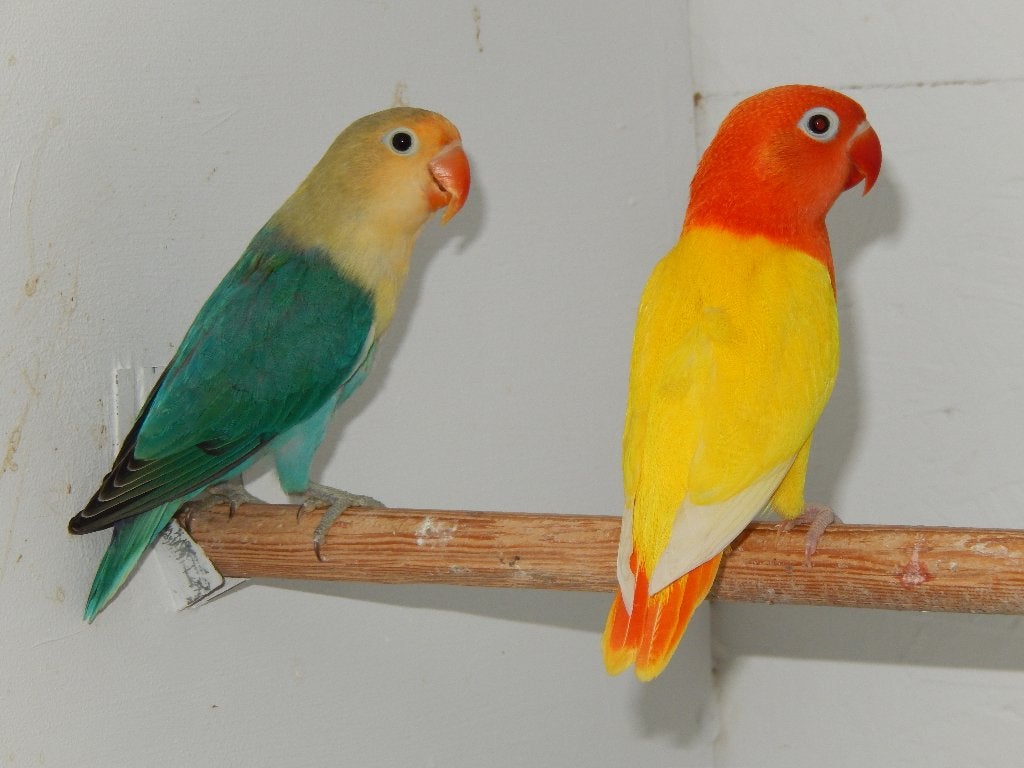 Koppel Fischeri/fischeries., Dieren en Toebehoren, Meerdere dieren, Dwergpapegaai of Agapornis