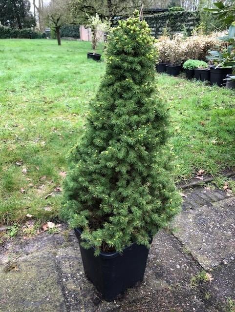 Dwergspar / Picea glauca 'Conica' , kleine Kerstboom . staat, Ophalen, Overige soorten, Struik, 100 tot 250 cm