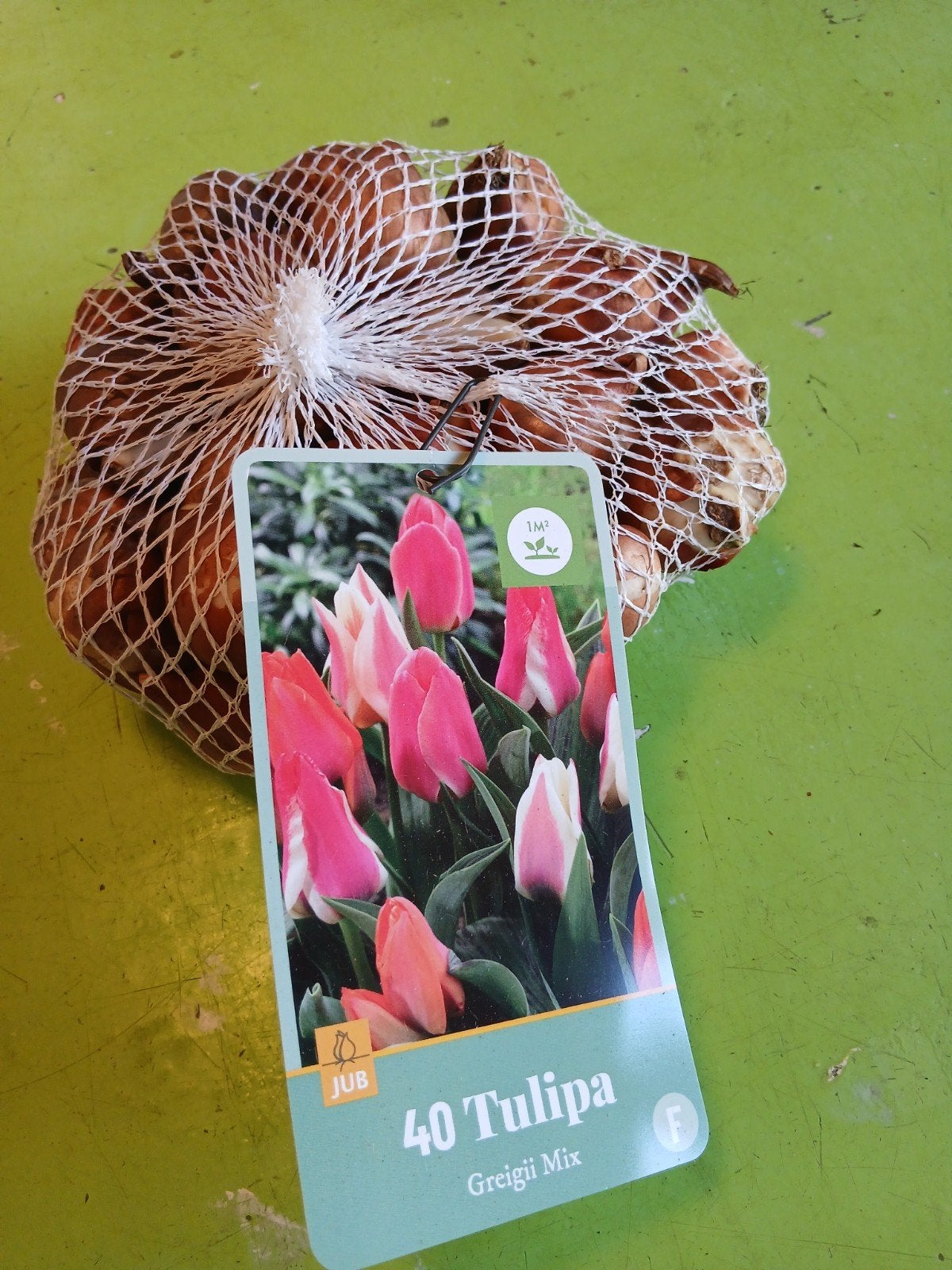 40 Tulipa Greigii Mix - Kleurrijke Tulpenbollen, Ophalen of Verzenden, Najaar, Volle zon, Bloembol