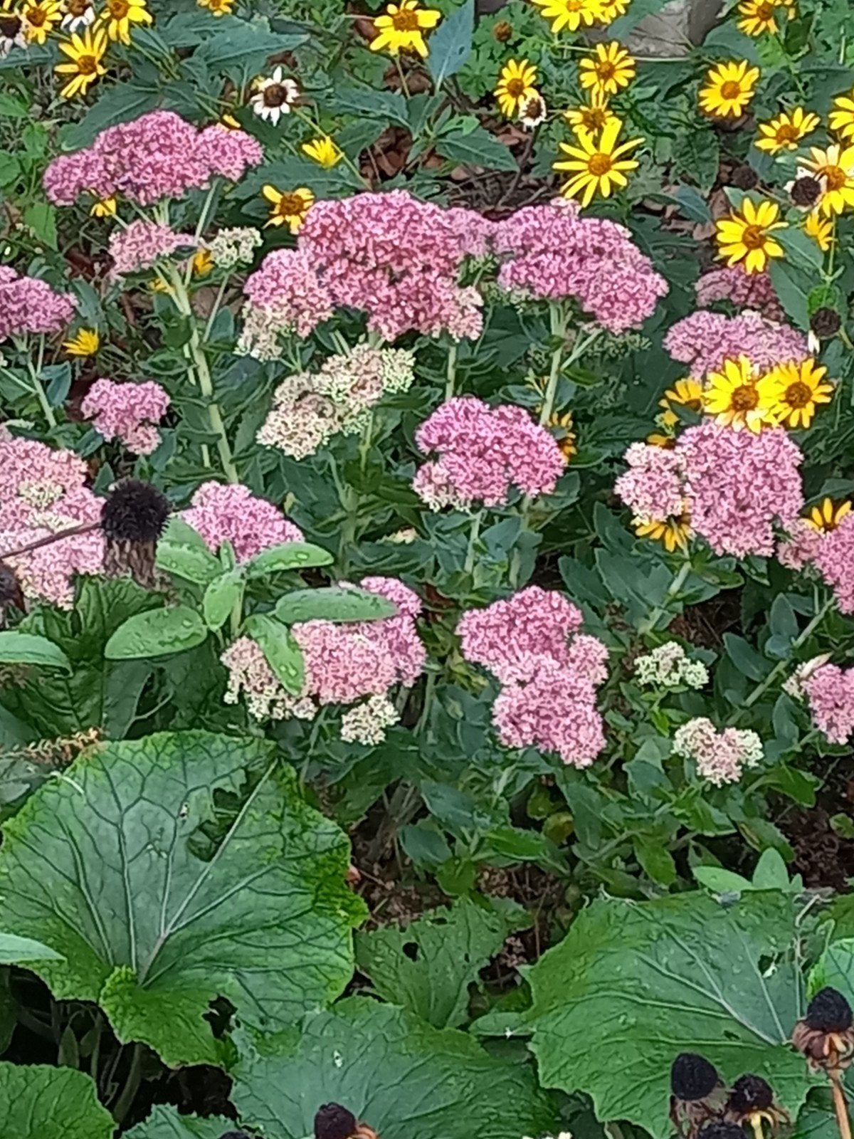 sedum, Ophalen of Verzenden