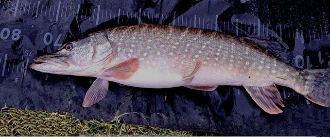 Set G 7 van 2 stuks polder snoekspinners met streamer, Ophalen, Nieuw, Complete set