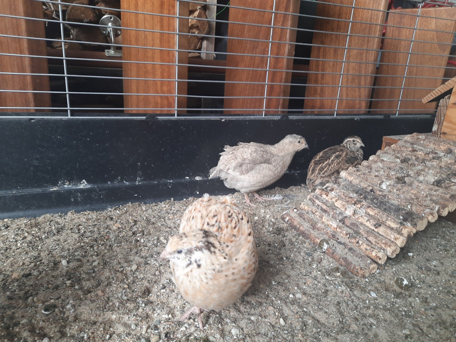 Japanse jumbo kwartels 3 hennetjes, Dieren en Toebehoren, Vogels | Overige Vogels, Vrouwelijk, Tam