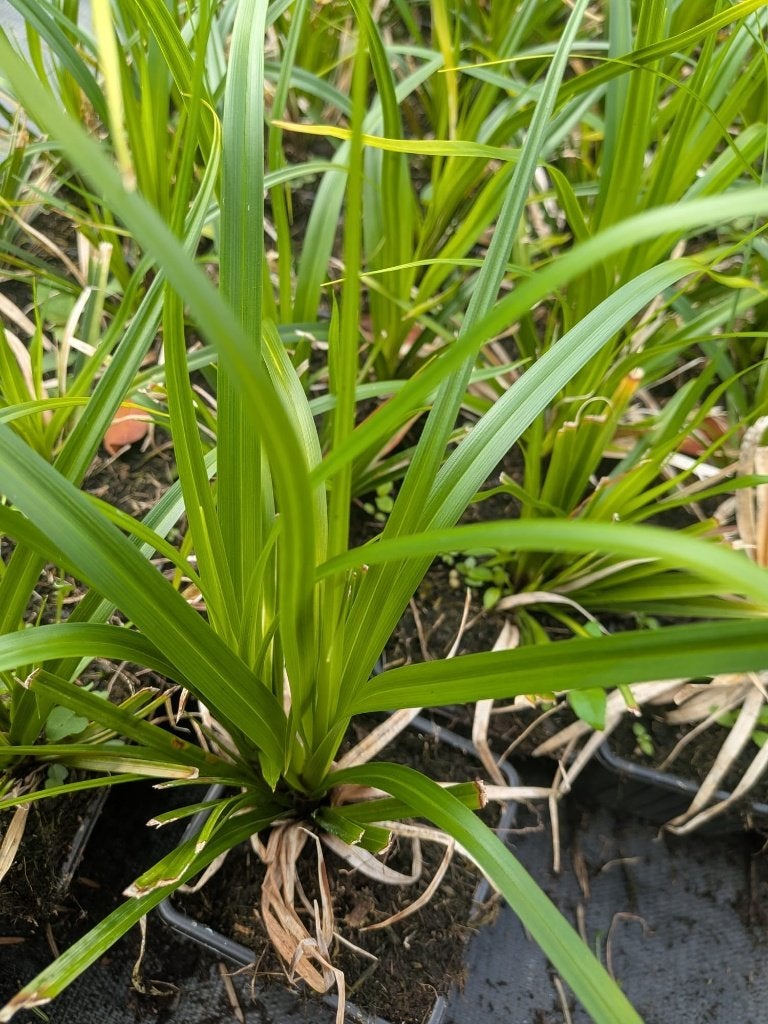 Liriope muscari 'Moneymaker' (Leliegras) – P9, Vaste plant, Halfschaduw, Zomer, Ophalen