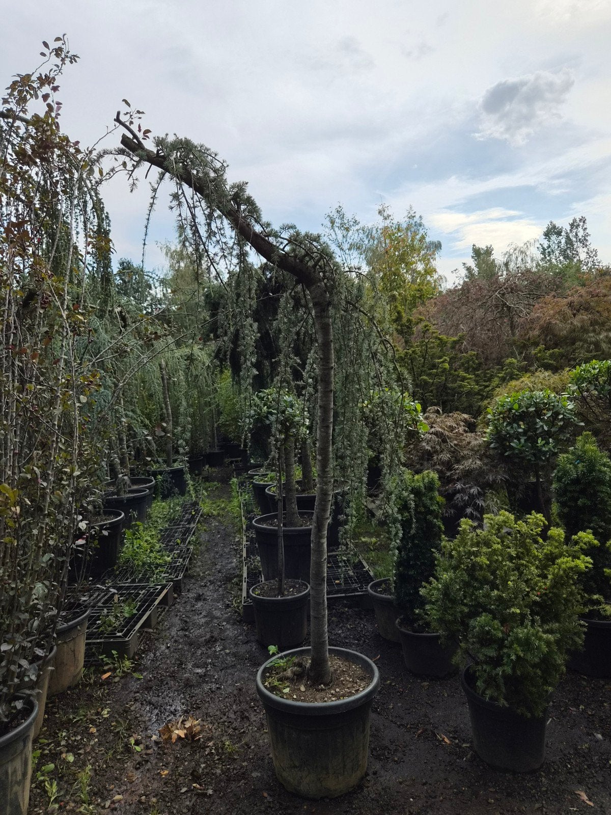 Treurceder - Cedrus atlantica Glauca Pendula, Bloeit niet, Treurboom, 250 tot 400 cm, Ophalen