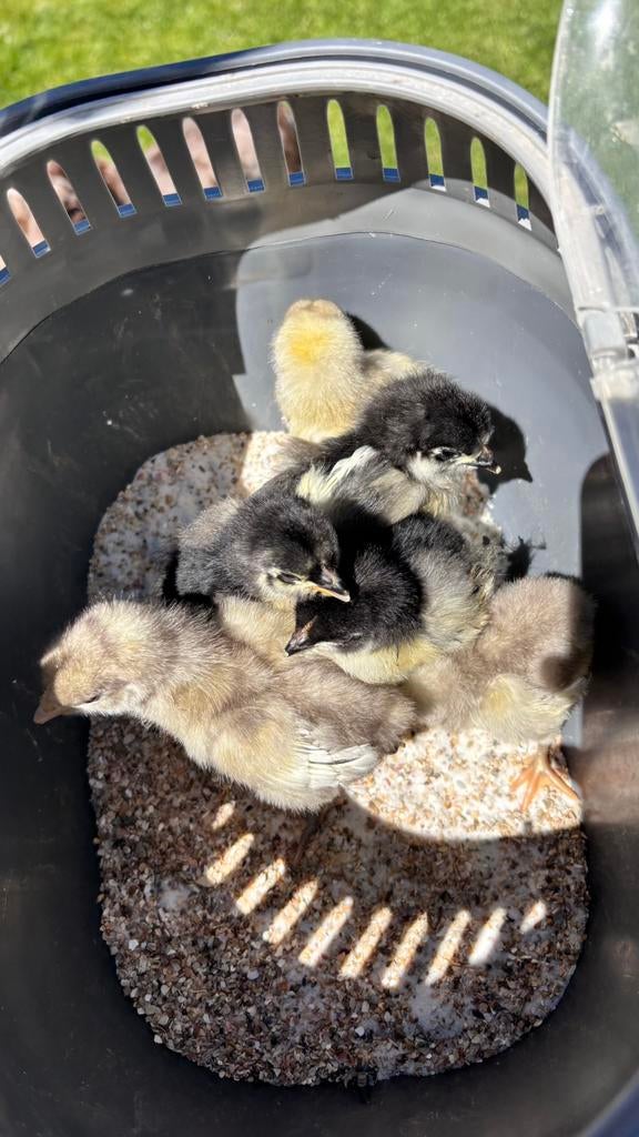 Australorp kuikens, Dieren en Toebehoren, Pluimvee, Geslacht onbekend, Kip