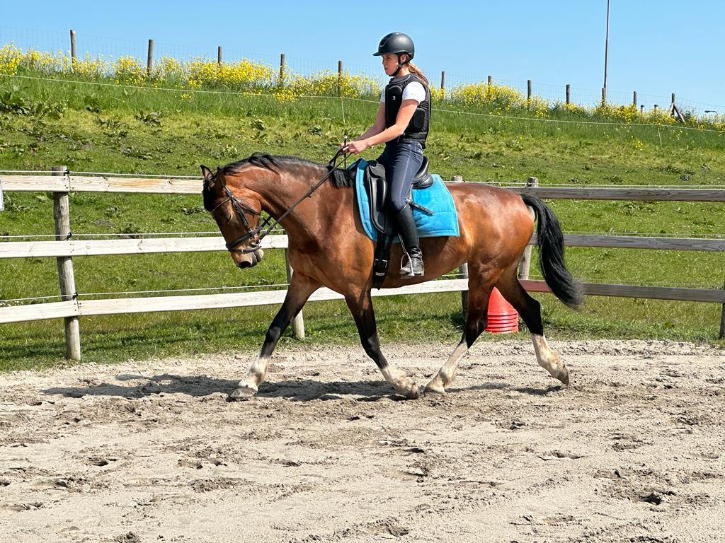Kwpn tuiger merrie 8 jaar, stokmaat ong. 1.65 vader Atleet., Dieren en Toebehoren, Paarden, Merrie, 165 tot 170 cm, Tuigpaard