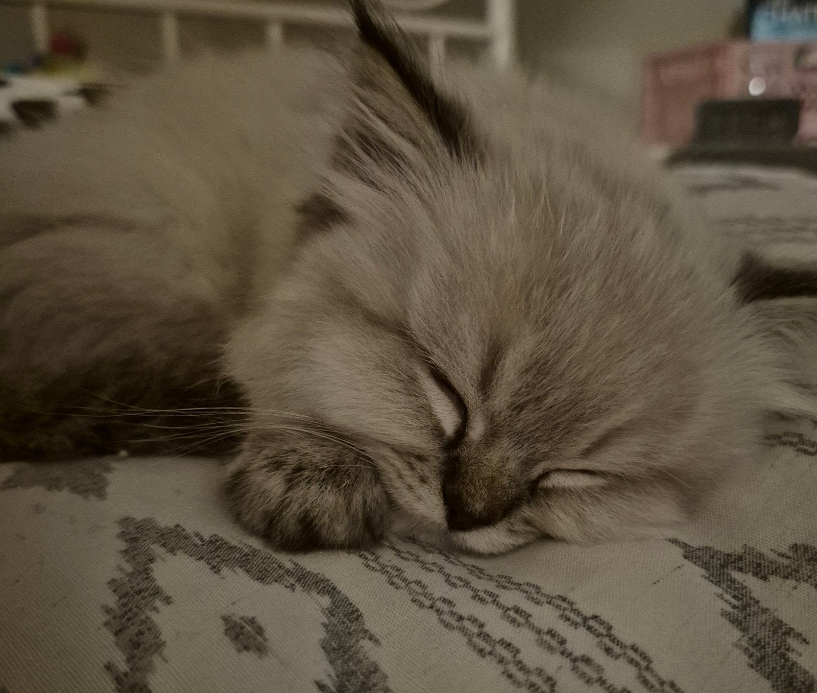 Ragdoll tommy zoek een liefdevolle huisje ️❤️, Dieren en Toebehoren, Kater