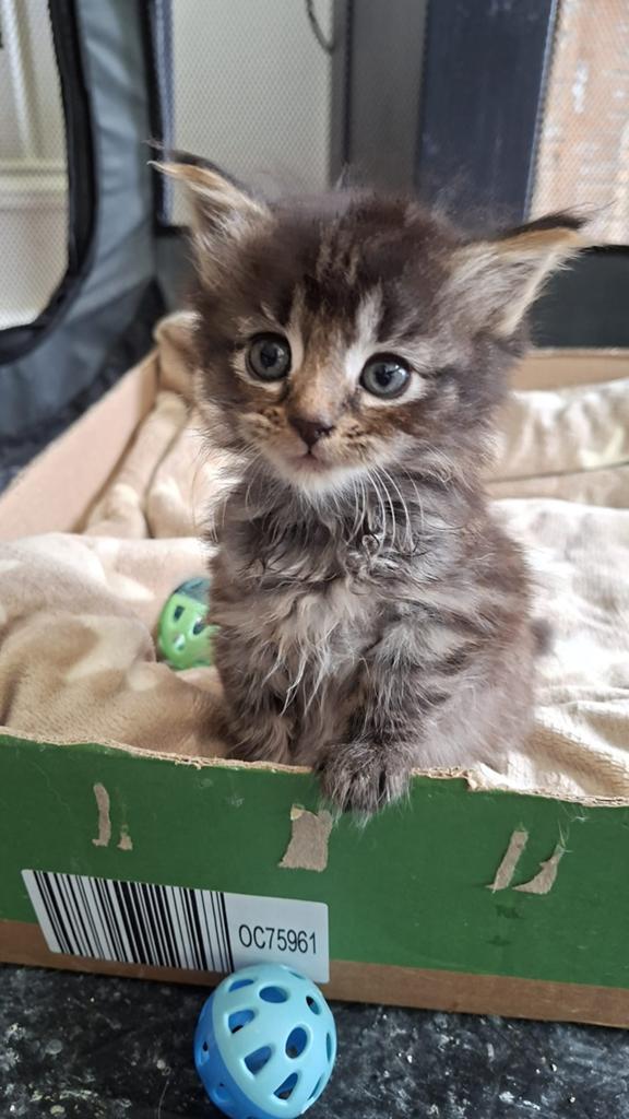 Knappe langhaar kitten., Poes, Langharig, 0 tot 2 jaar