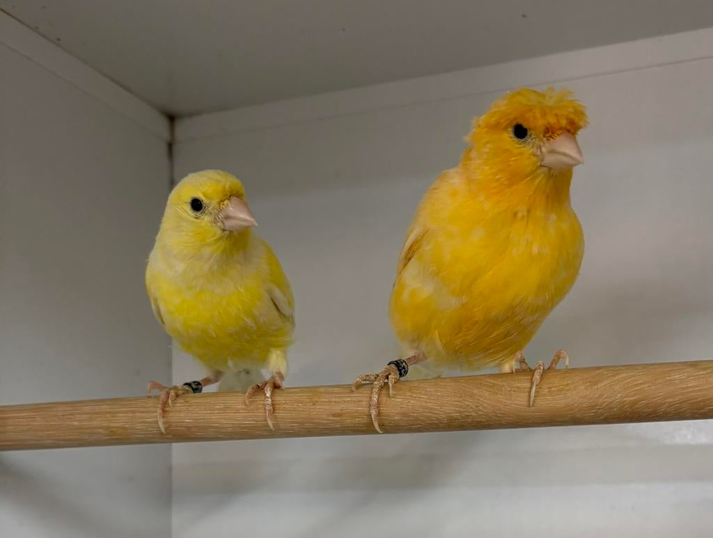 Te koop koppel kanaries kuif x  gladkop, Meerdere dieren, Postuurkanarie