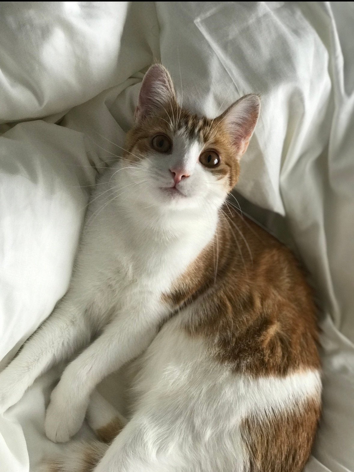 Adoptie van een huiskat / Adoption of house cat