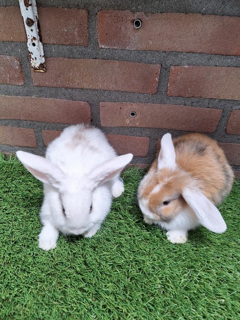 Te koop, dwerghangoor konijntjes konijn dwerg hangoor, Dieren en Toebehoren, Konijnen, Vrouwelijk, Dwerg, Hangoor