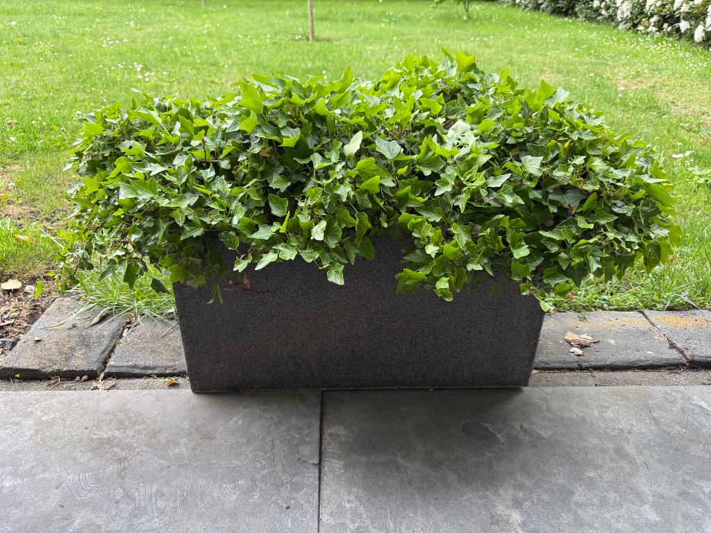 Grote bloemenbakken met klimop, 2 stuks, Ophalen, Overige materialen, Zo goed als nieuw, Balkon